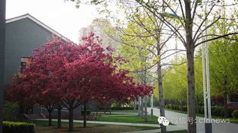 北方院子里种什么树蕞旺宅， 揭秘庭院绿化的秘密