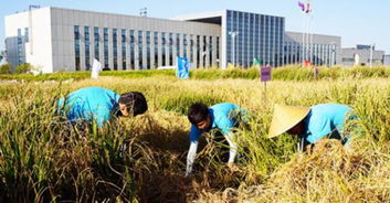 我国今年首次试种海水稻，旨在解决盐碱地粮食问题