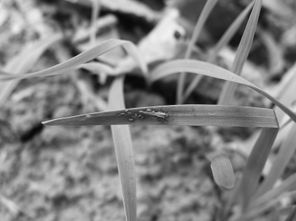 农业防治，从源头Zuo起