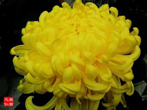 红花菊花泡水，原来有这些讲究