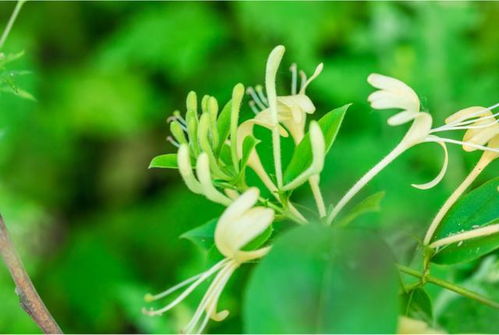 头晕乏力？甘草煮水来解毒