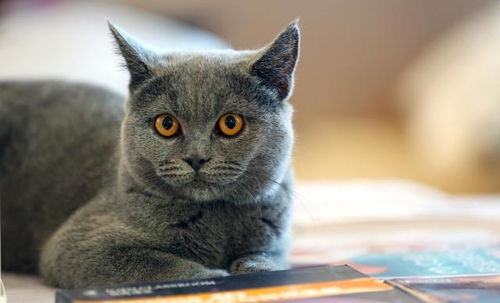 杀虫剂， 猫咪的隐形杀手