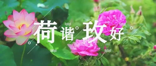 济南市花双莲之谜？