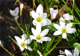 春季种植葱兰，你准备好了吗？