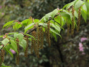 被蝎子蛰了怎么办？