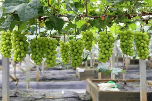 施肥那点事儿，大肥适水，氮磷钾要平衡
