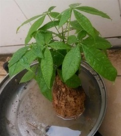 发财树多生根时 我咋个防治虫子