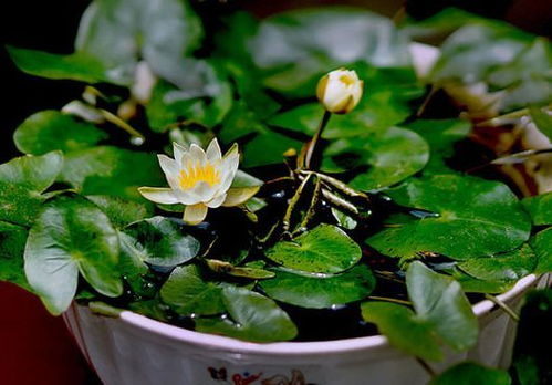碗莲的花语守望与希望，那它花开水中