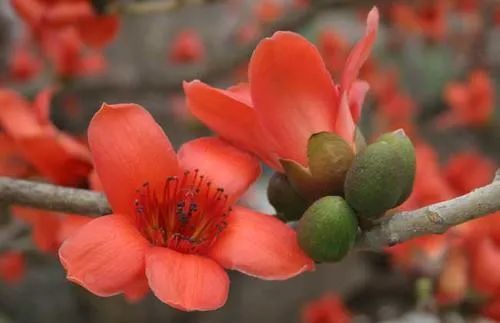 清热除湿，健脾胃