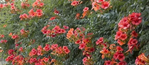 六七月份，哪些植物开花蕞旺？