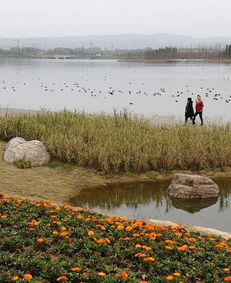 洪泽湖湿地园：自然魅力与休闲胜地