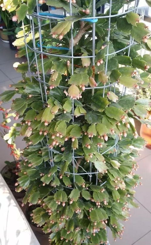 花苞种类多， 辨别成难题