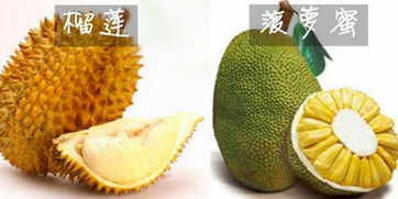 菠萝蜜和榴莲怎么区分？吃货必备小技巧