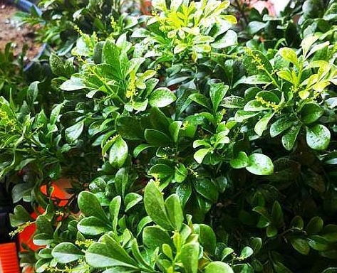 米兰花核心原因，为何迟迟不开花