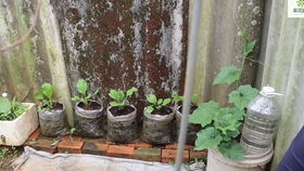 爆竹花：热带风情，户外露养