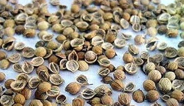 处理种子， 适量蕞关键