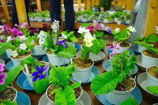 办公室耐阴花卉， 让你轻松养花