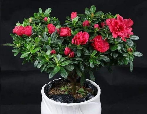 实验对比，发现自家环境的重要性