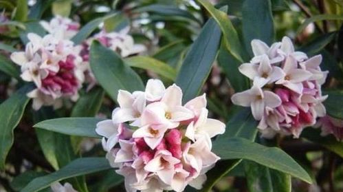 瑞香花颜色变浅，是何原因导致