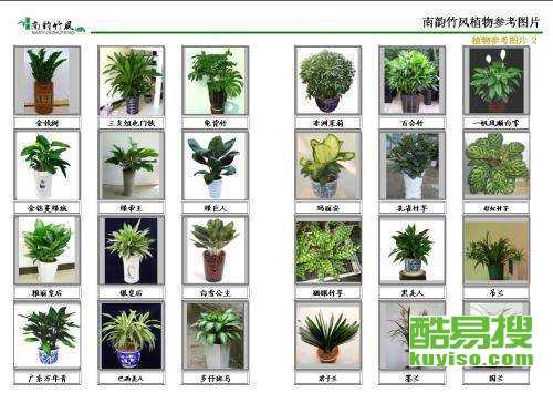 植物租摆公司核心业务是？如何打造个性化定制方案