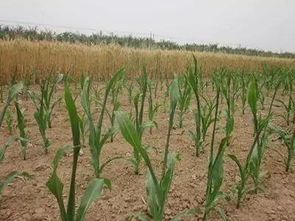 除草剂的作用机理揭秘