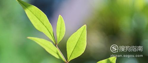 喷喷喷， 赶走蚜虫