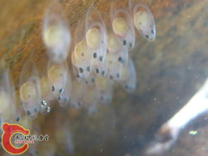 棉铃虫杀卵的Zui佳时间揭秘