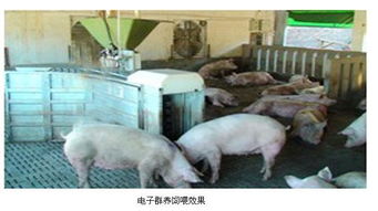 兴化智Neng化养猪技术应用，如何推动产业从粗放到精细转型？