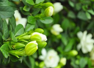 栀子花如何科学养护才能使其更加旺盛地开花结果