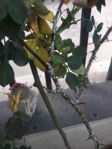 月季树枝枯病如何有效防治和彻底处理