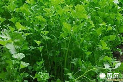 冬季播种，你Zuo到了吗？