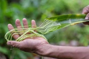线虫最怕什么植物？园艺达人分享驱虫小妙招