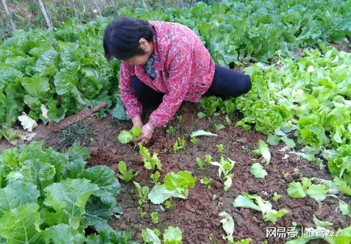 白露时节， 北方种菜指南