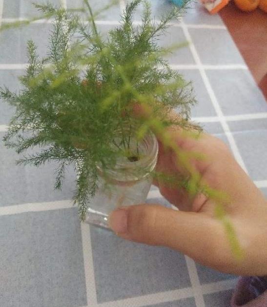 白色桔梗怎么养在水里？水质和光照要注意吗