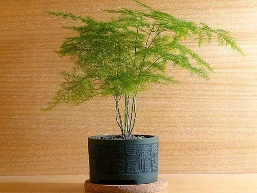 文竹种子太多怎么办？如何有效处理多余种子