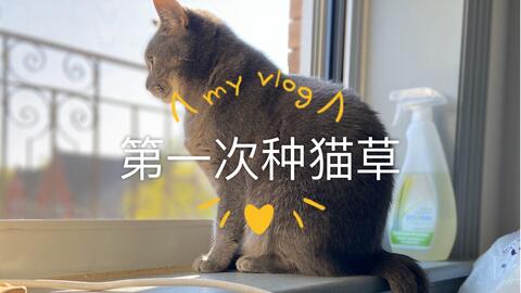 猫草进行水培是否可行，有哪些注意事项