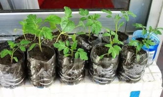 懒人草籽品种大盘点