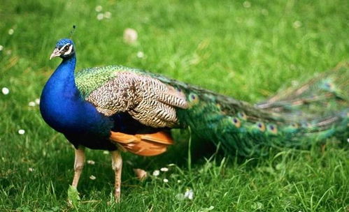 孔雀草种子：嫩否助力孔雀繁衍？