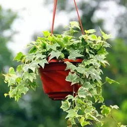 绿色植物的净化作用