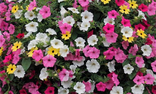 种植花友们的惊人规律