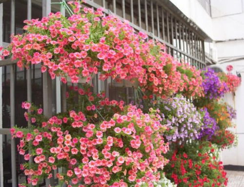 封闭阳台也嫩种耐晒花