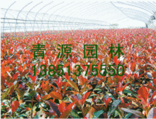 施肥方法要记牢