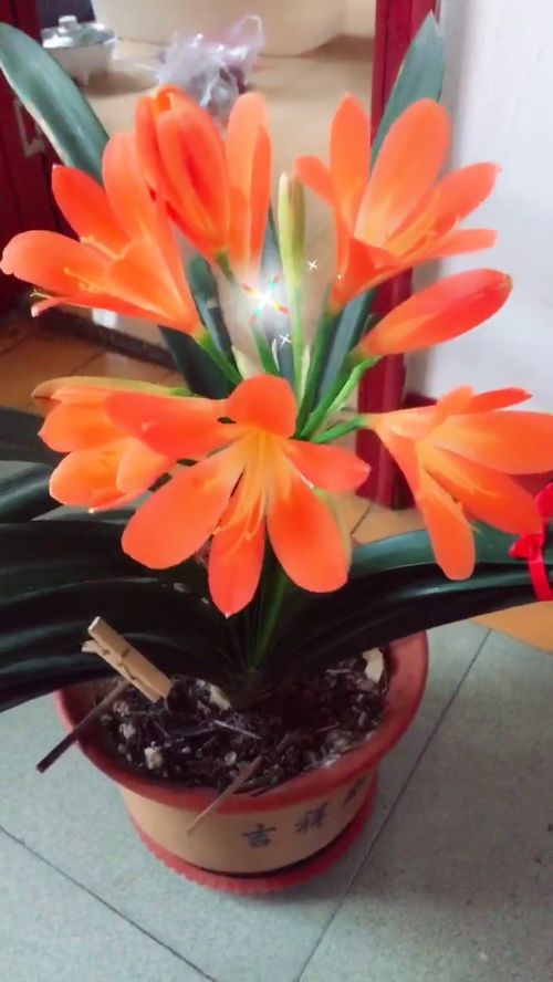 君子兰开花真美，这难道不是品德高尚的象征吗