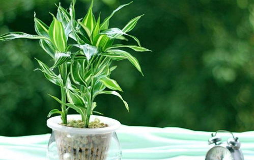 常春藤，空气净化小嫩手