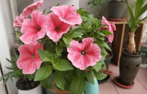 翠花掌如何科学养殖，有哪些具体方法