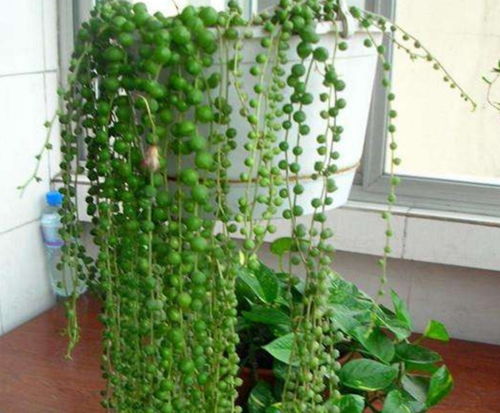 情人泪吊兰如何巧妙拆分，形成一株双生