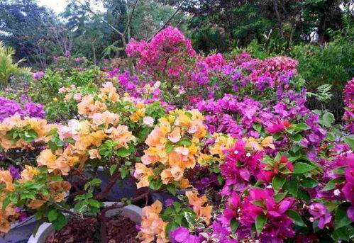 三角梅开花期间的浇水大揭秘