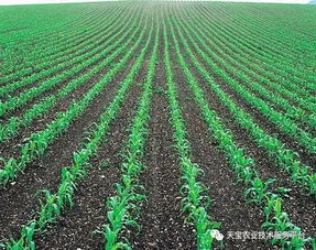 一、农药打早还是打晚？