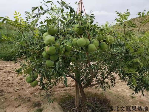 文冠果种子如何种植？请详细说明文冠果栽培技术要点及注意事项