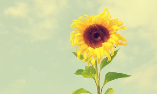 先说说你得了解风龄花